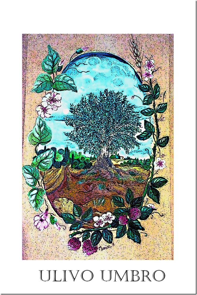 Ulivo Umbro
