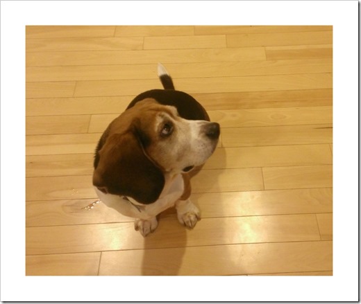 Nero waiting for the castagnole to fall on the floor